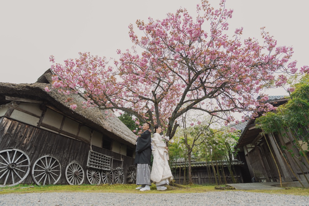 茅葺き古民家と満開の桜の下に立つ着物カップル